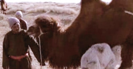 Documental: La historia del camello que llora